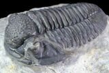 Large, Gerastos Trilobite Fossil - Well Prepared #86393-2